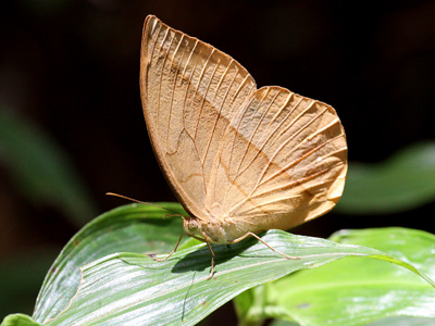 Dryad trắng